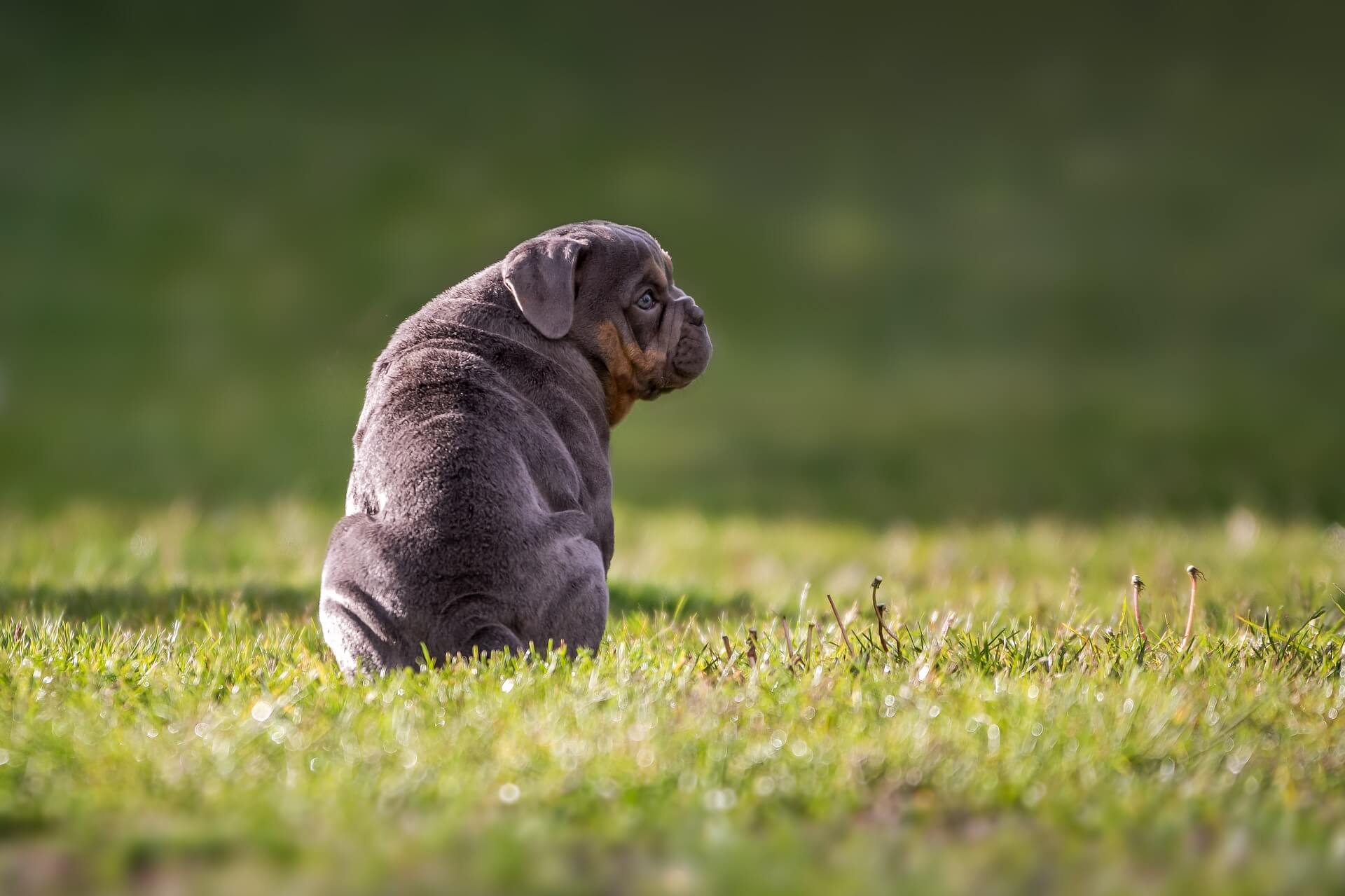 Bulldog puppy zit op het gras