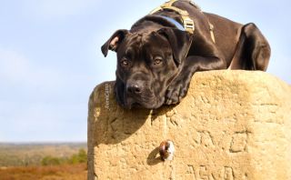 De eerste dagen thuis met jouw nieuwe pup