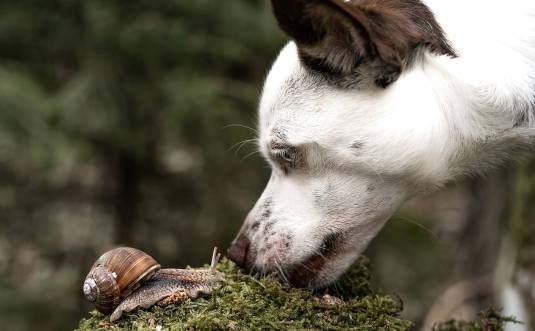 hond snuffelen slak wandeling
