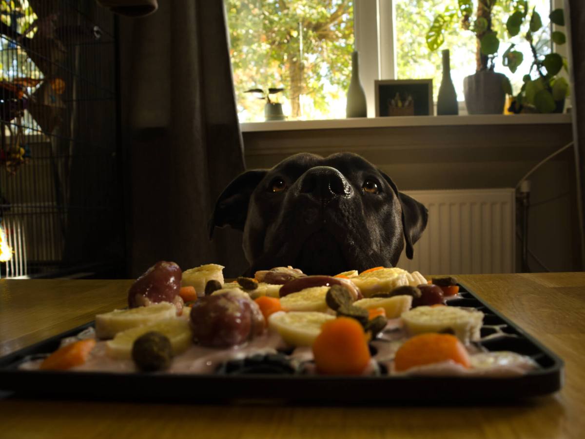 5 heerlijke lickimat recepten voor je hond