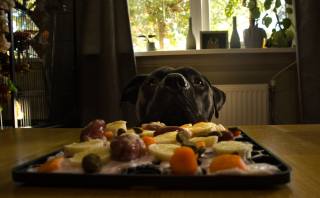 Is jouw hond te veranderen?