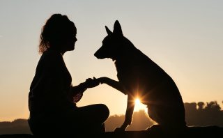 Mijn reactieve hond zal nooit genezen