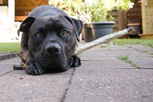 AvemCanis zalmhuid met vlees voor honden honden kauwen