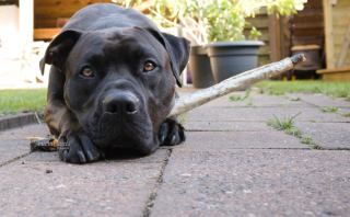 De voor- en nadelen van beloningen laten zien aan je hond: Wat moet je weten?