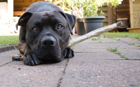 AvemCanis zalmhuid met vlees voor honden honden kauwen