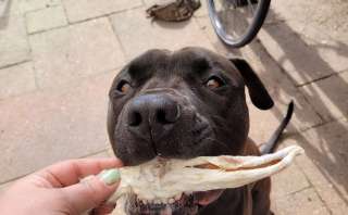 Heb jij een plezier kauwer of een het-moet-op kauwer?