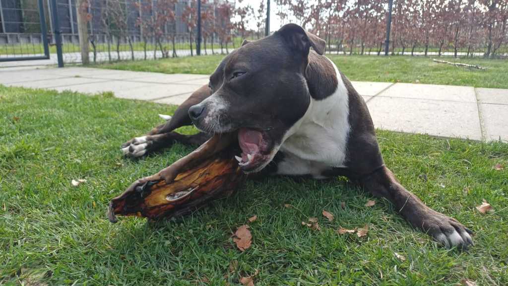 Honden Kauwen paardenkophuidplaat gezonde en natuurlijke honden snacks
