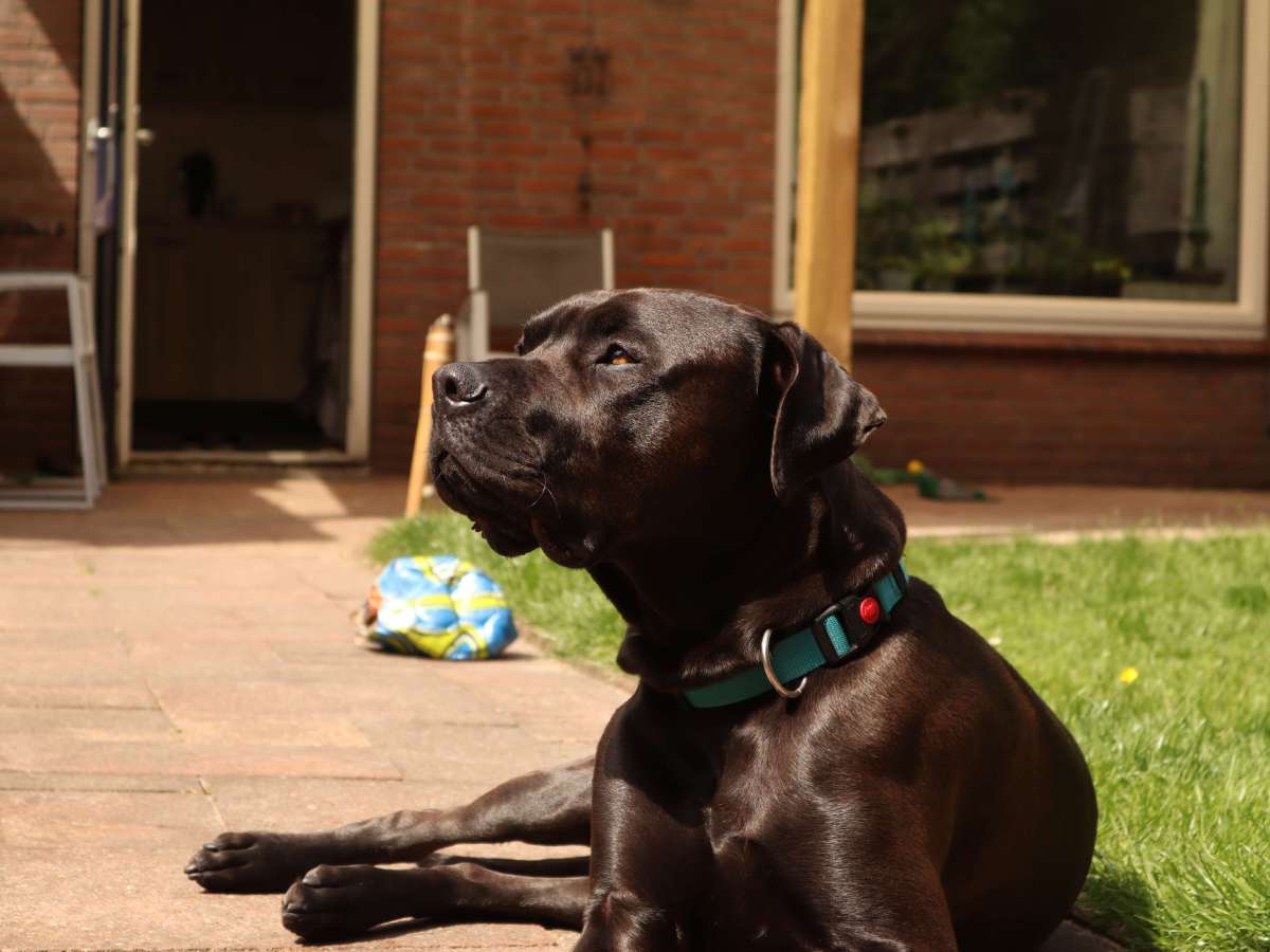 De kracht van Mindfulness: Hoe het Jezelf én Je Hond Kan Helpen