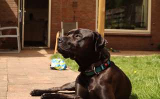 Heb jij een plezier kauwer of een het-moet-op kauwer?